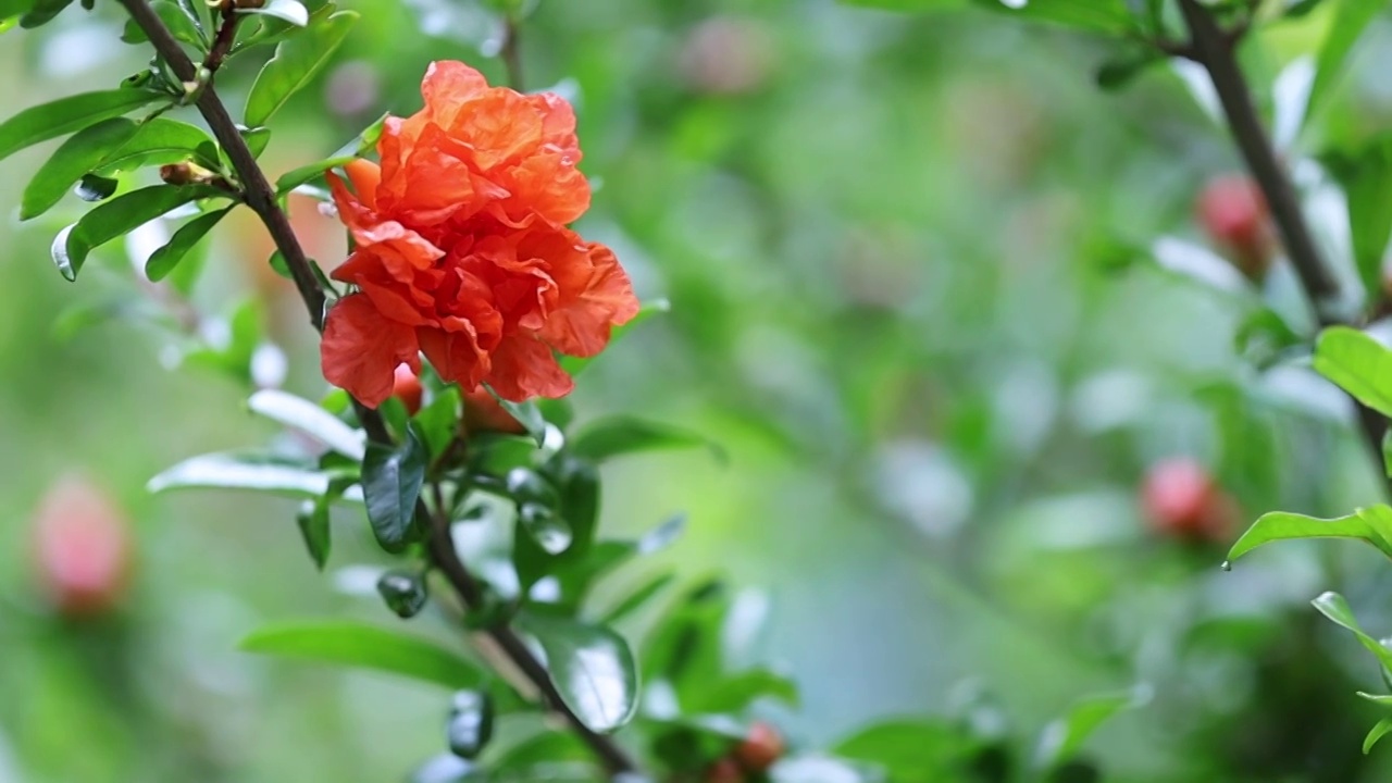 石榴花开视频素材