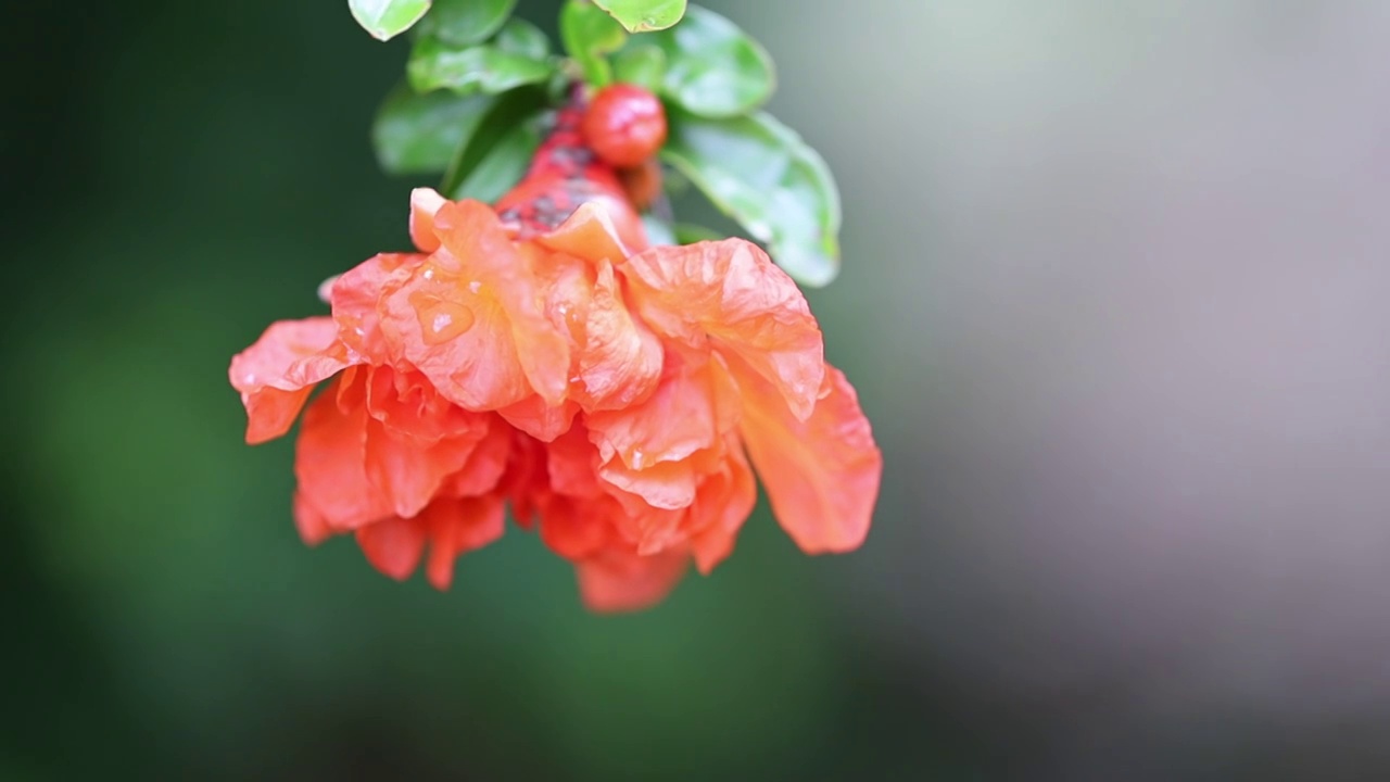 石榴花开视频素材