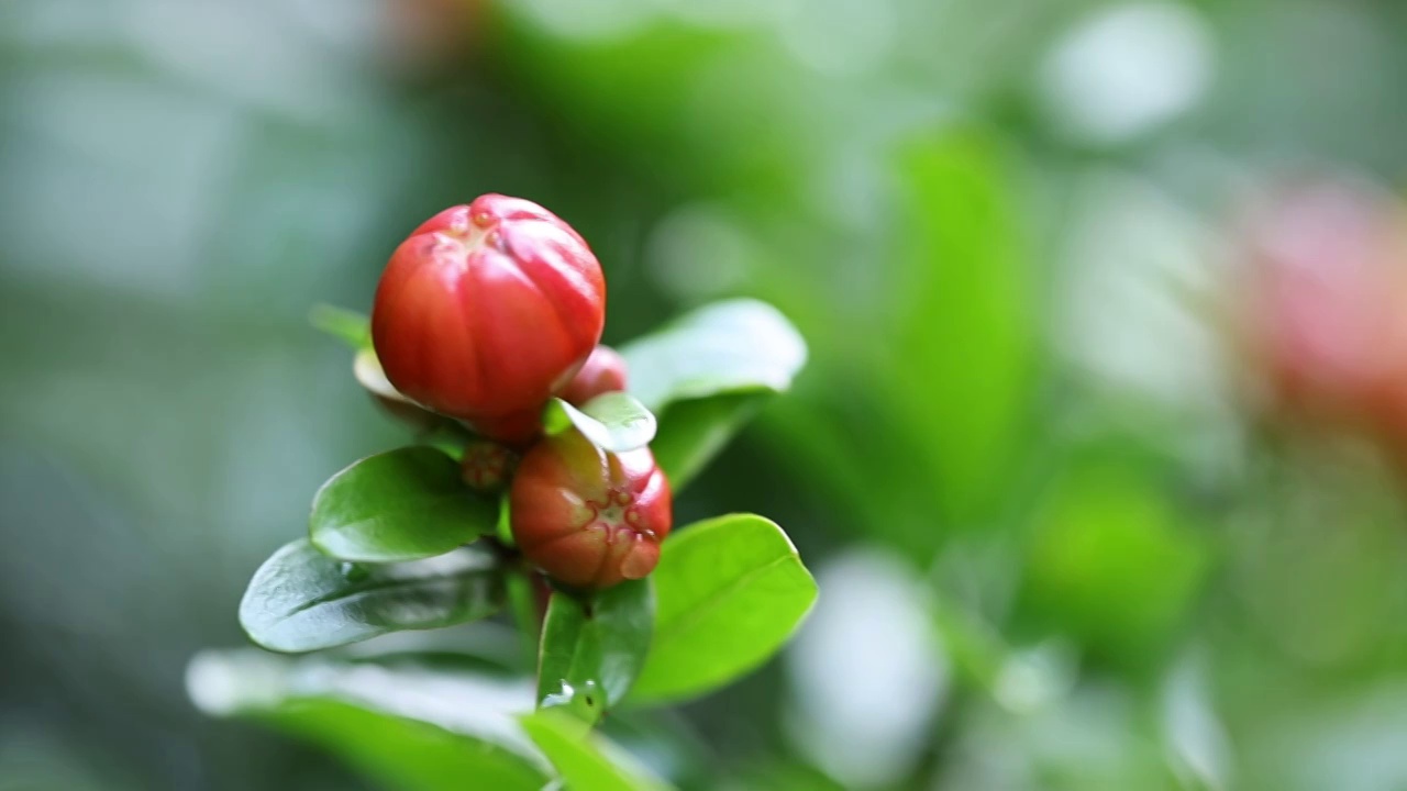 石榴花开视频素材