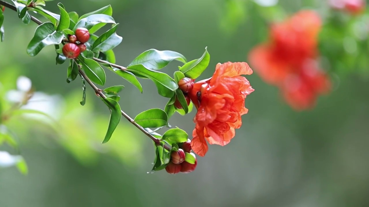 石榴花开视频素材