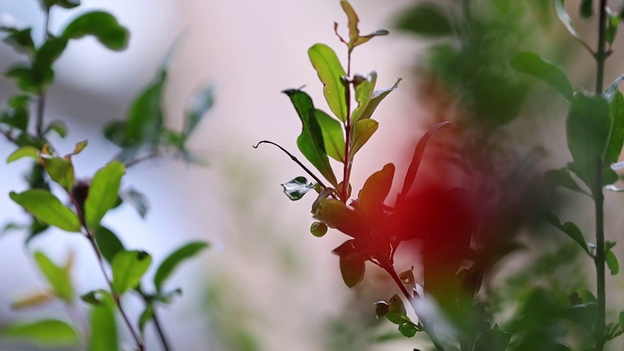 石榴花开视频素材