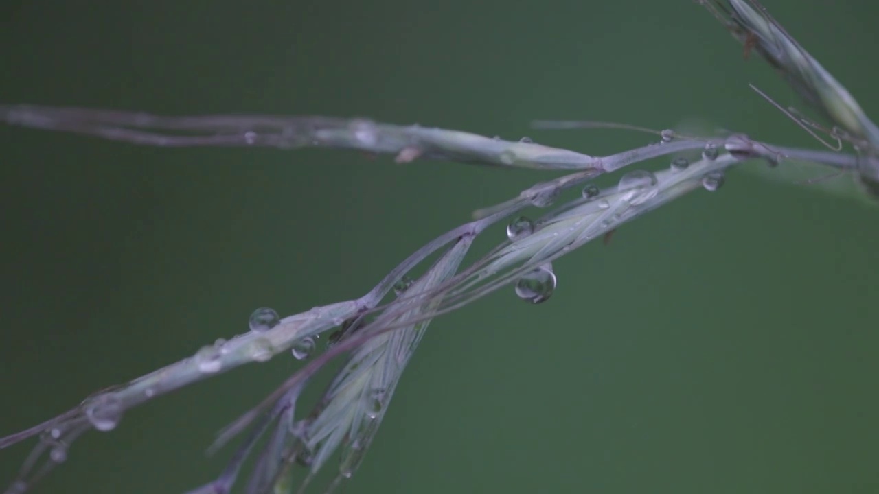 唯美雨后视频素材