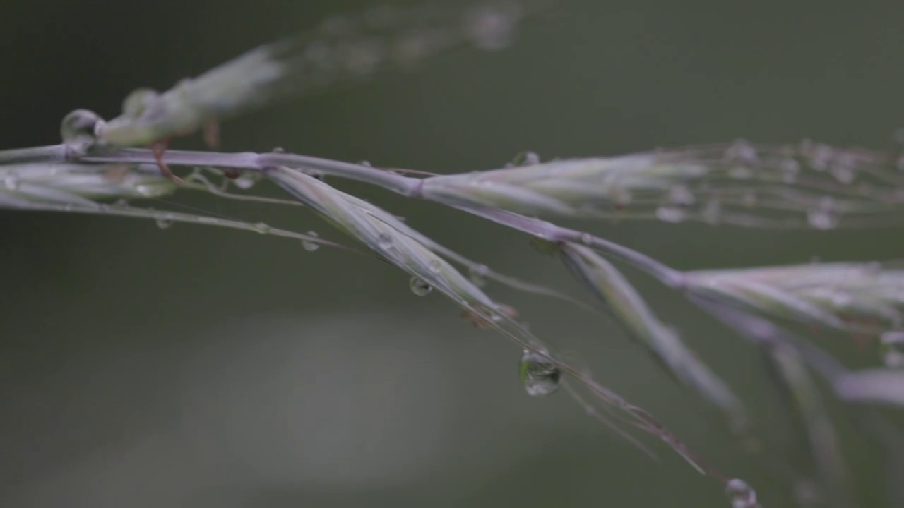 唯美雨后视频素材