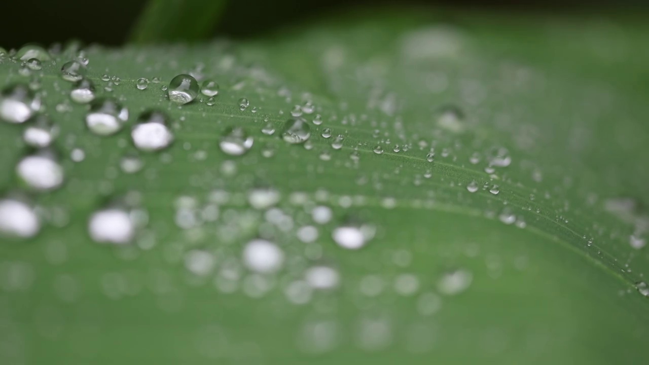 唯美雨后视频素材