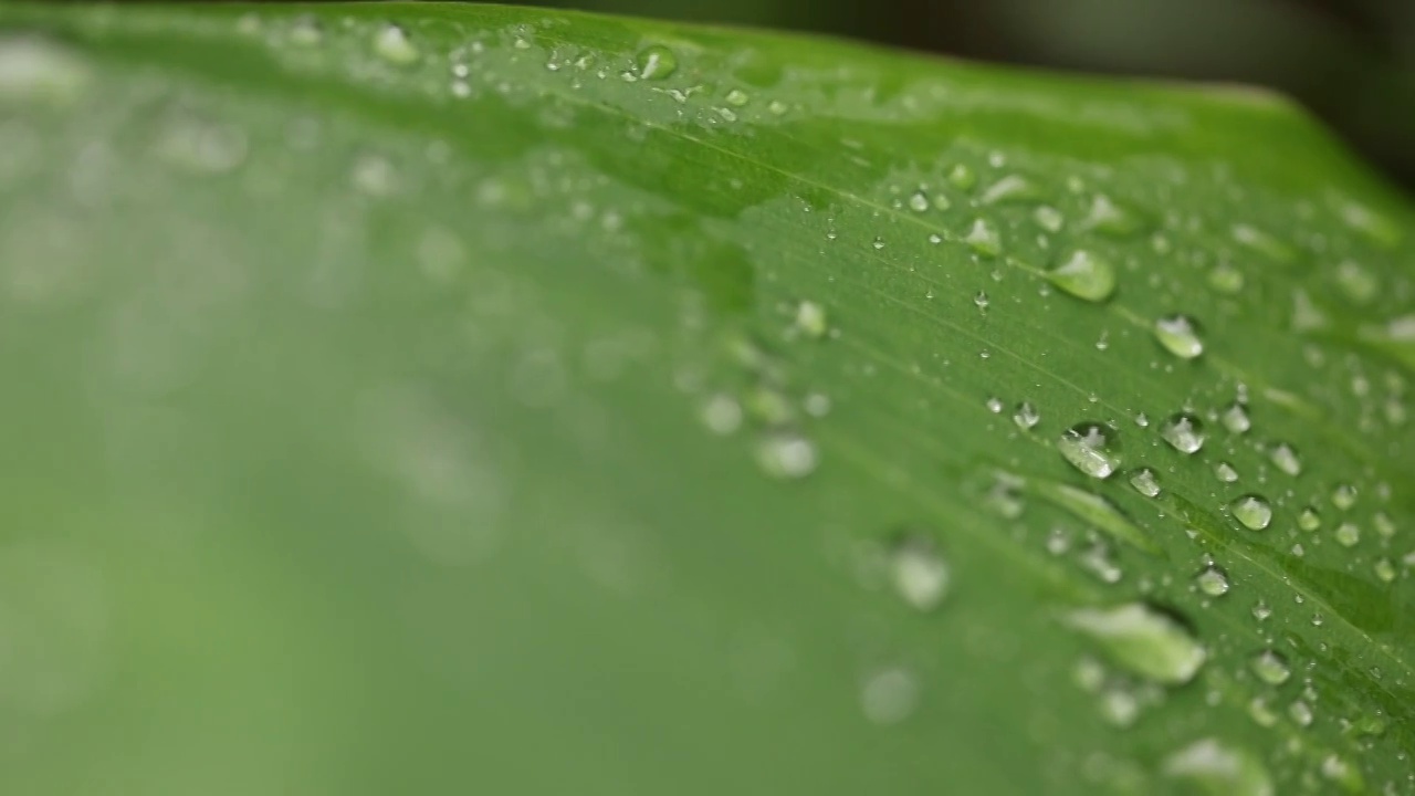 唯美雨后视频素材