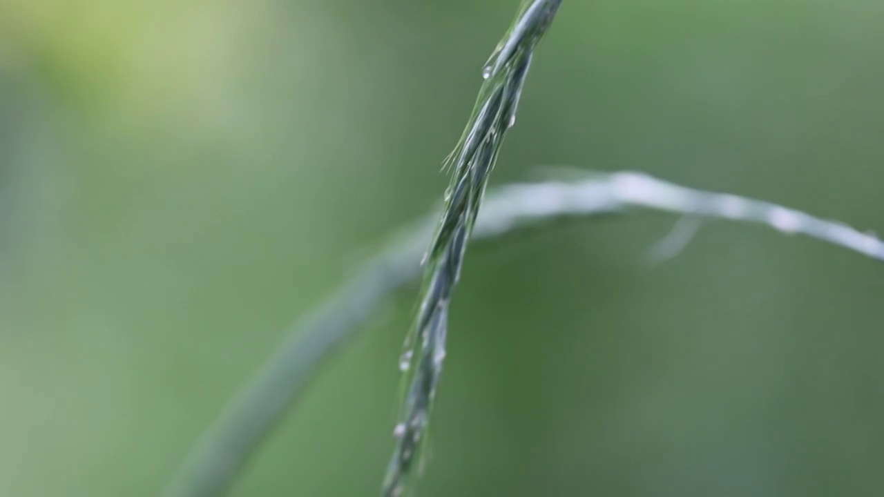 唯美雨后视频素材