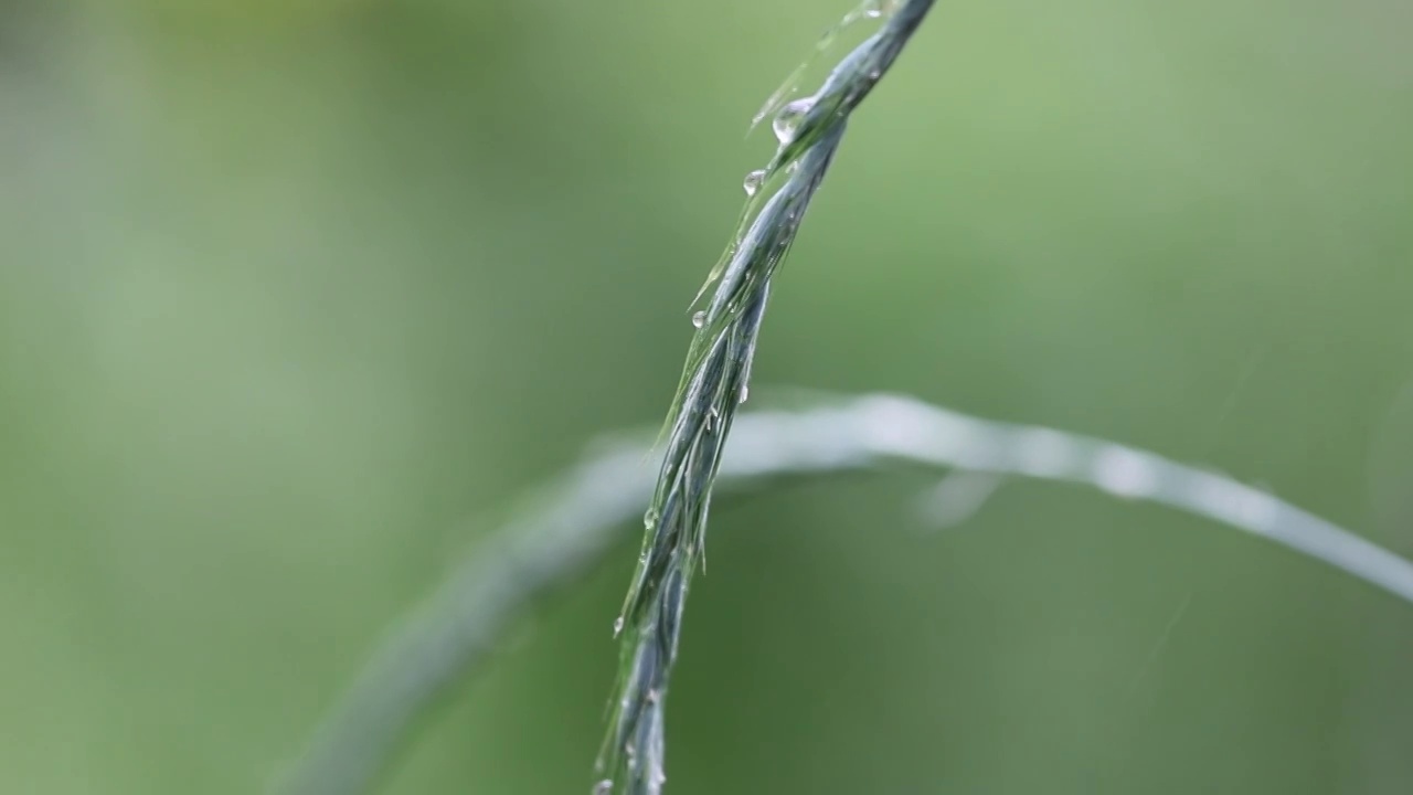 唯美雨后视频素材