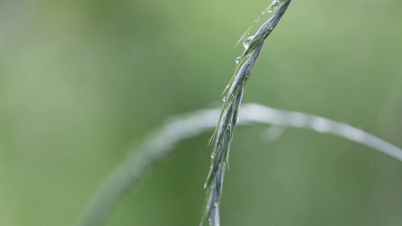 唯美雨后视频素材