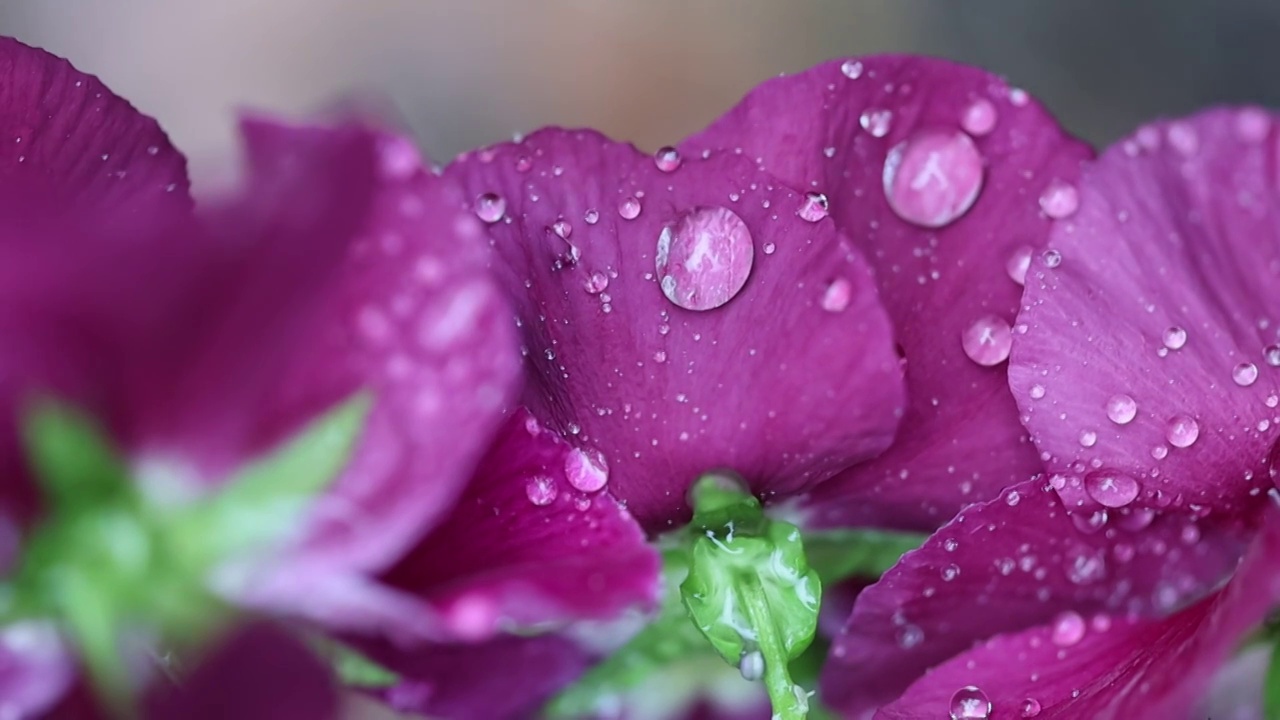 唯美雨后视频素材