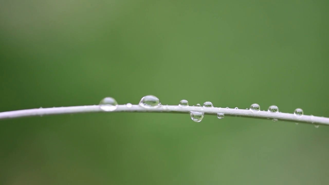 唯美雨后视频素材