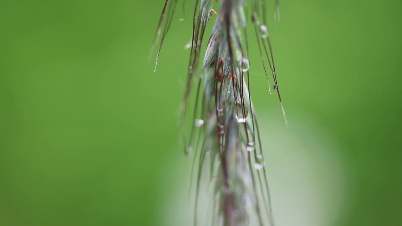 唯美雨后视频素材