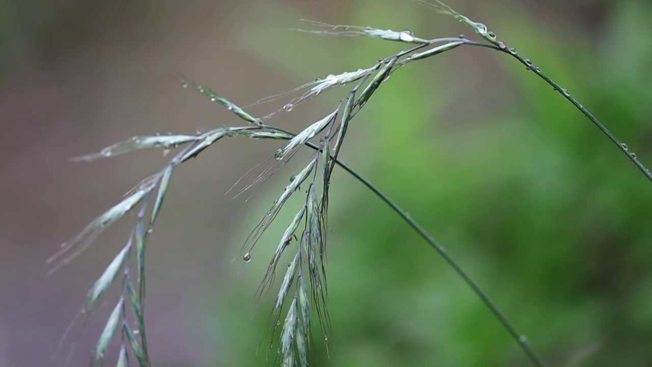 唯美雨后视频素材