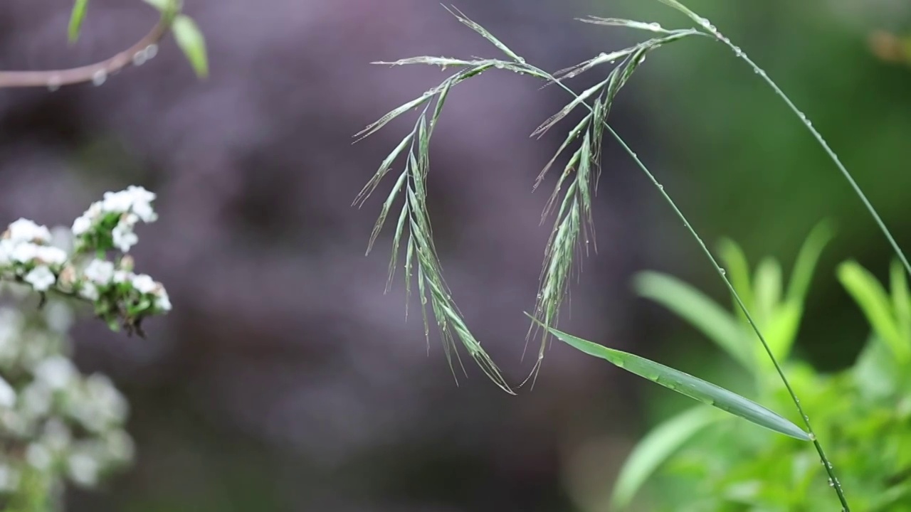 唯美雨后视频素材