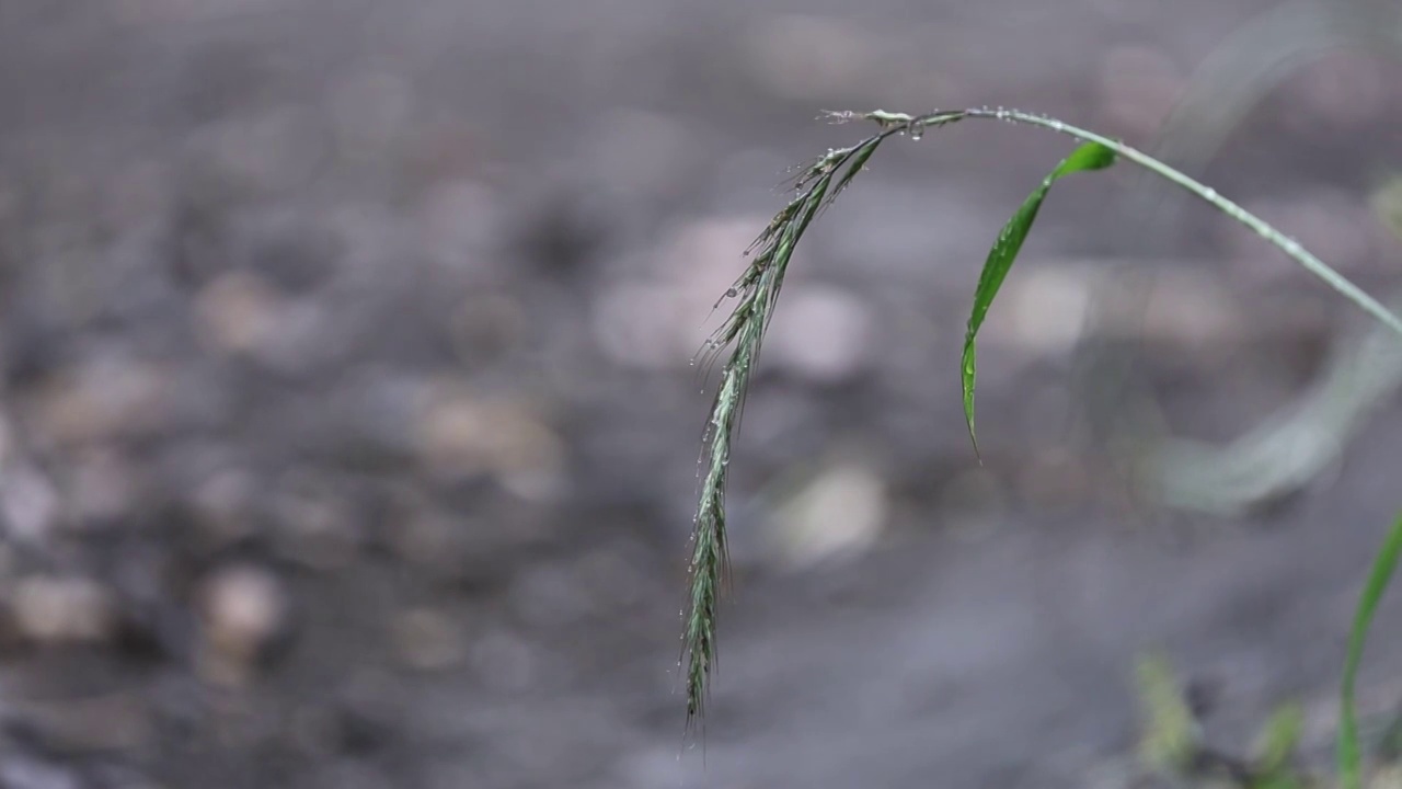 唯美雨后视频素材