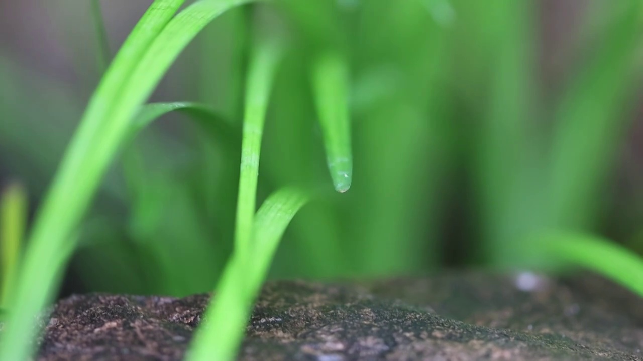 唯美雨后视频素材