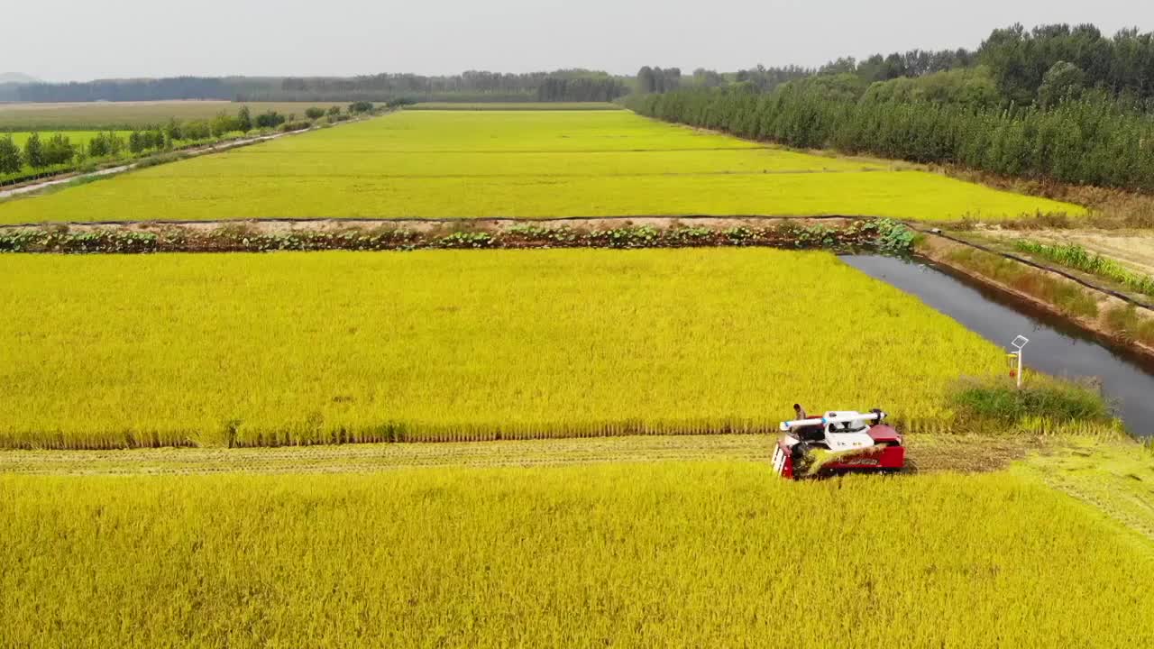 航拍黄河秋收大米视频下载