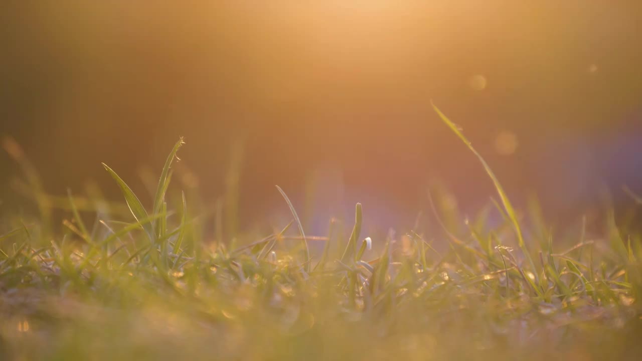 阳光下逆光草丛草地视频素材