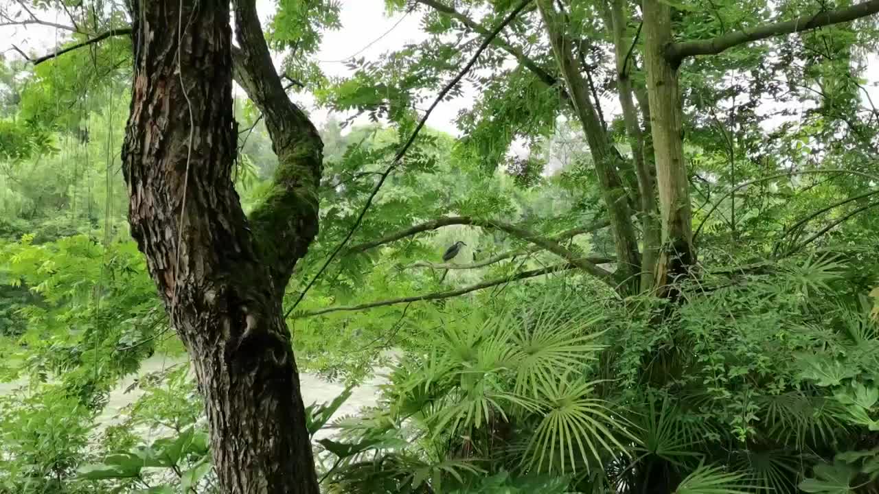 停在树上的夜鹭飞走了视频素材