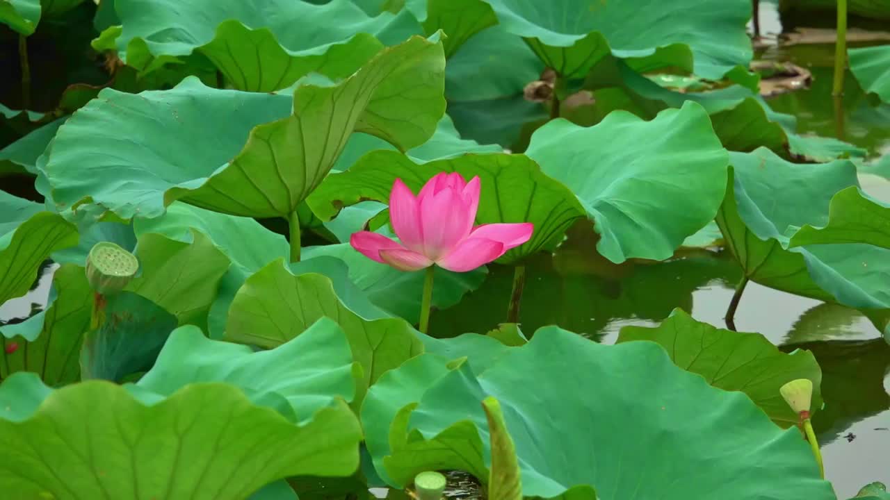 苏州太湖荷花池视频素材