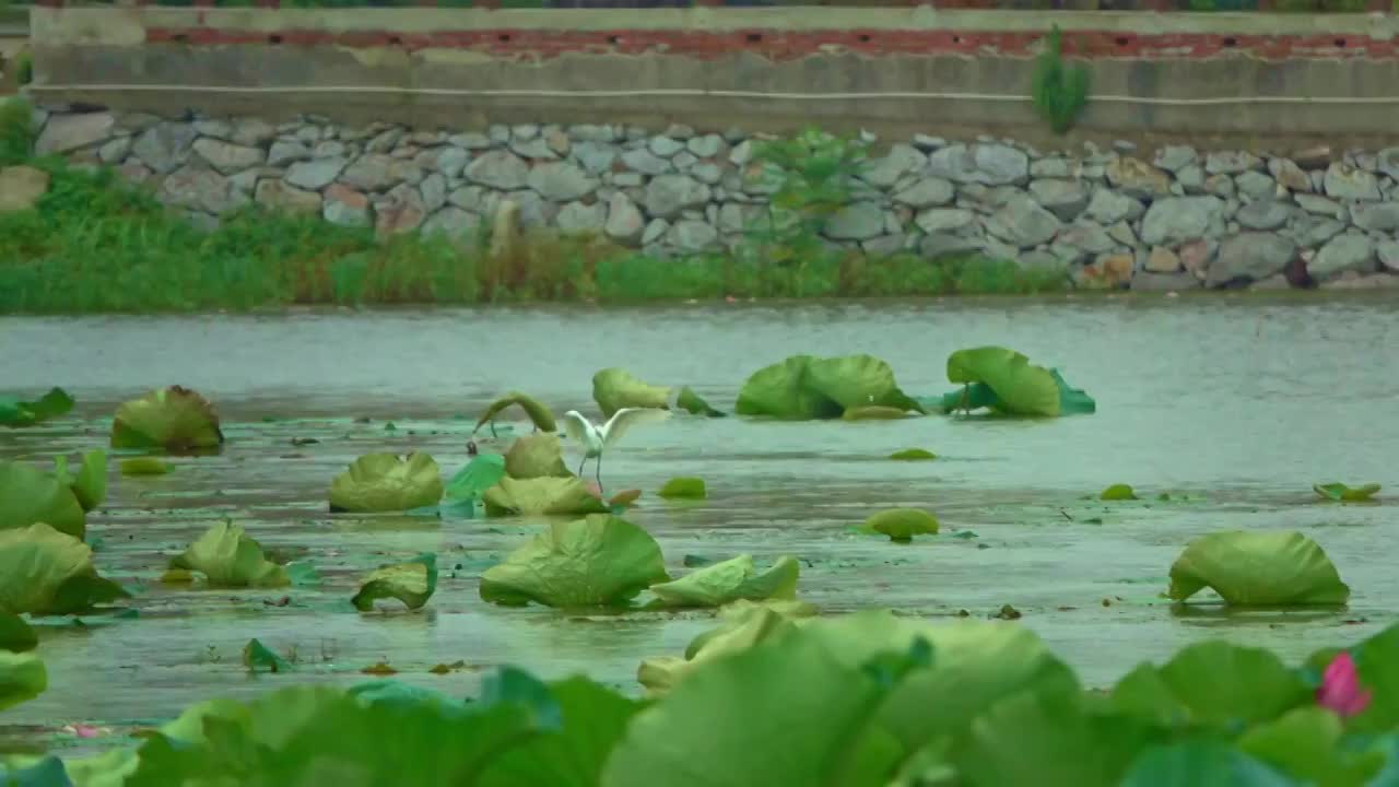 苏州太湖荷花池视频素材