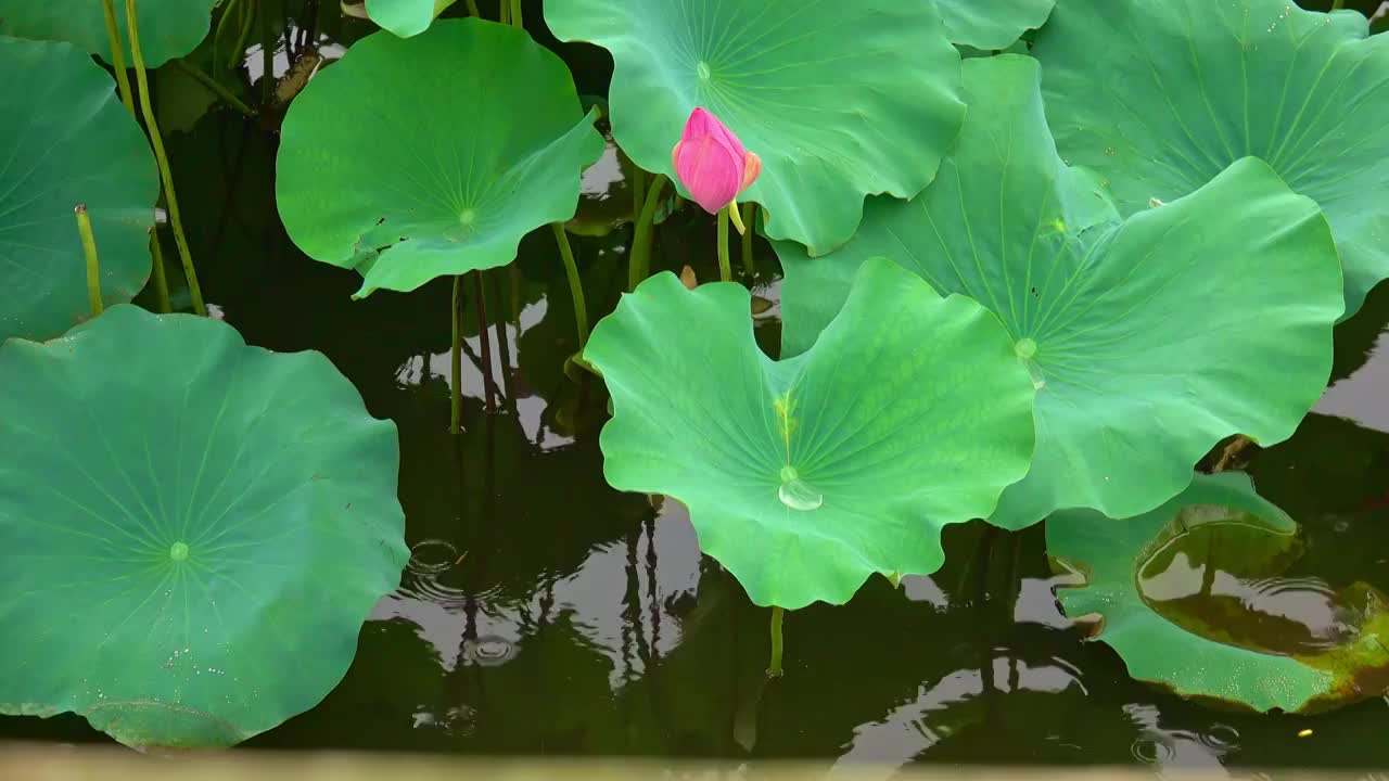 苏州太湖荷花池视频素材