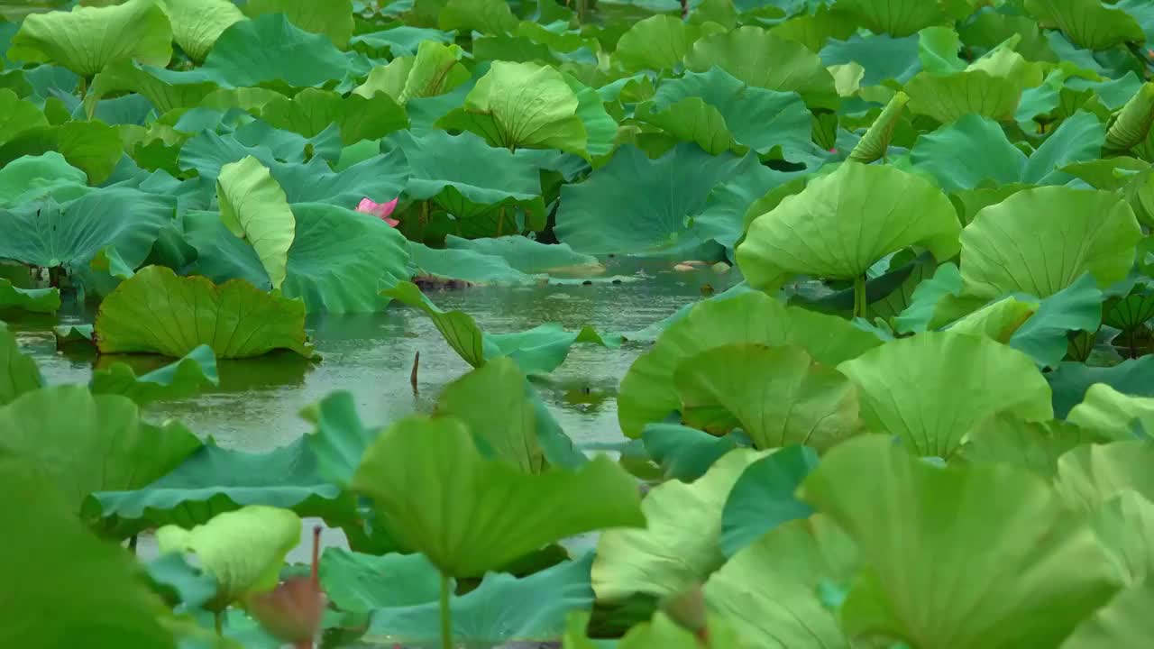 苏州太湖荷花池视频素材