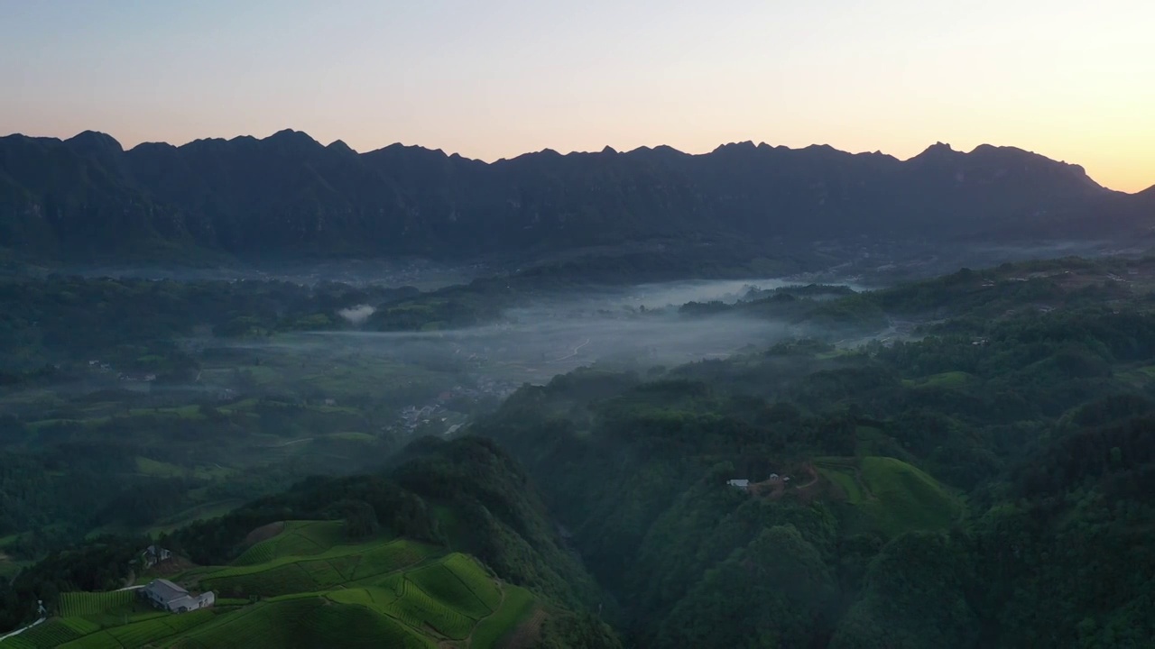 湖北鹤峰木耳山茶园清晨风光视频素材