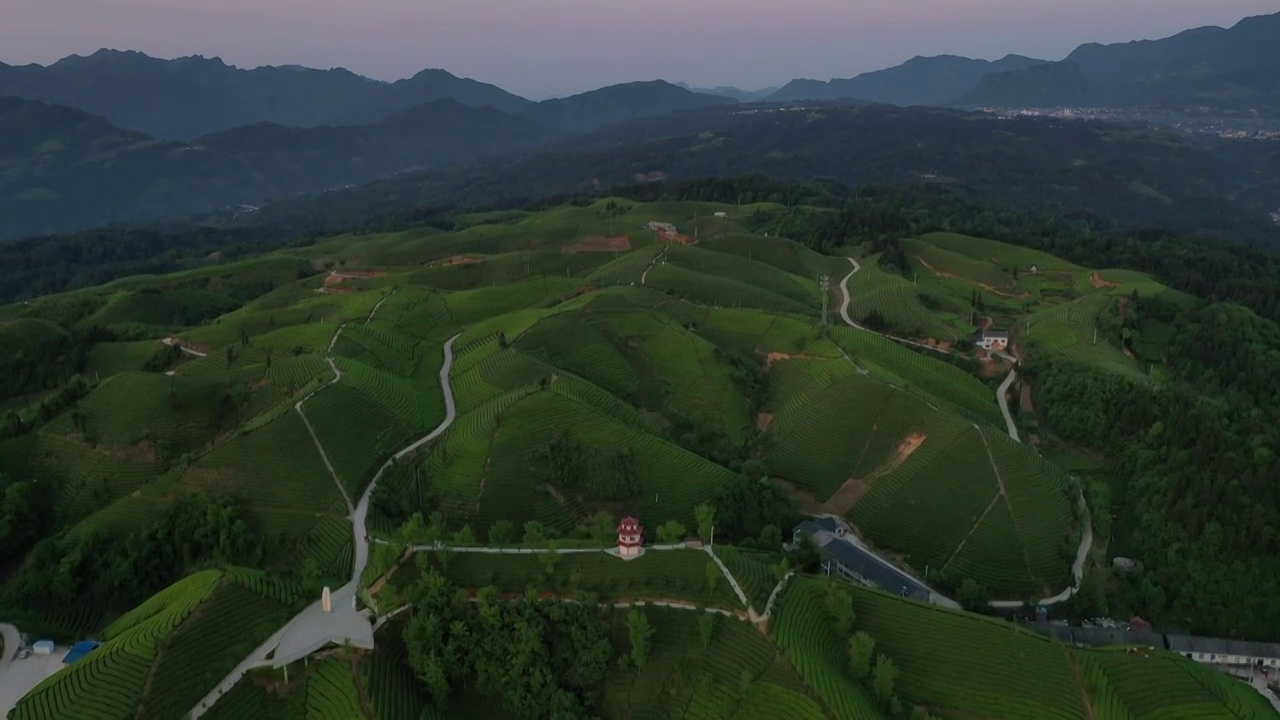 湖北鹤峰木耳山茶园清晨风光视频素材