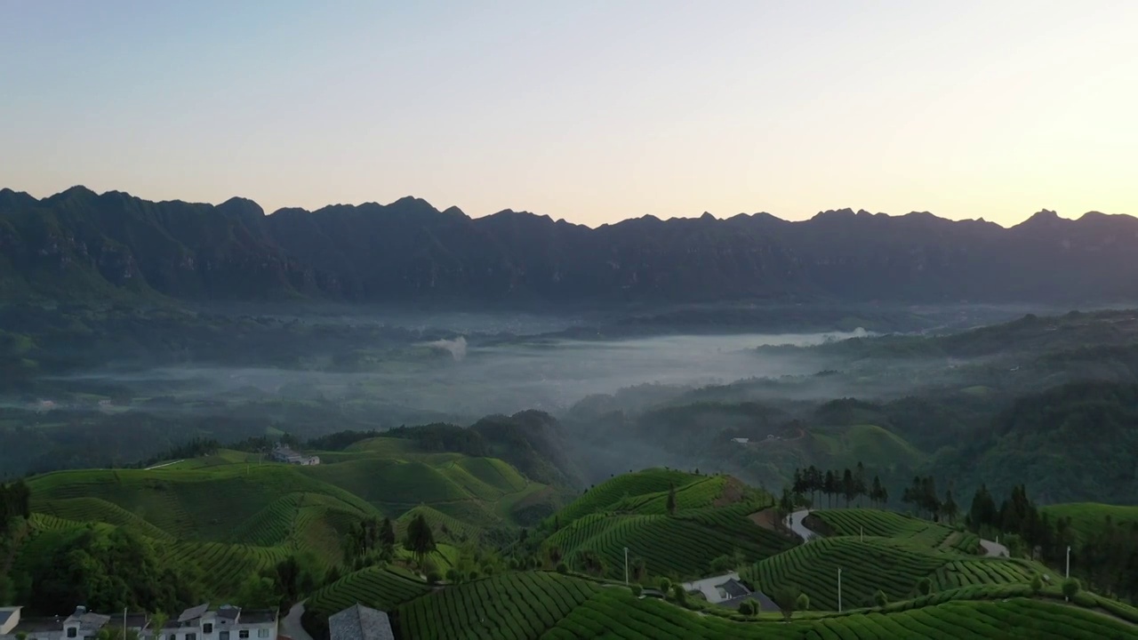 湖北鹤峰木耳山茶园清晨风光视频素材