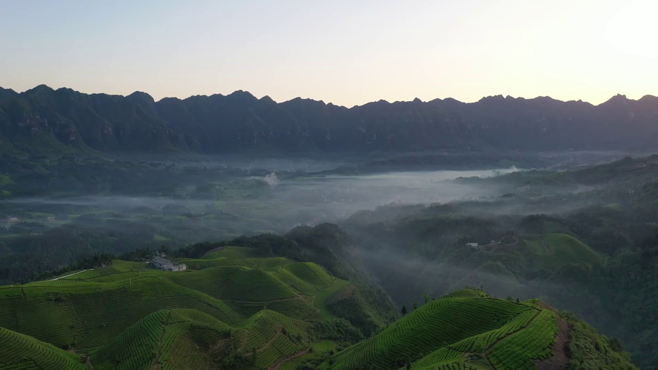 湖北鹤峰木耳山茶园清晨风光视频素材