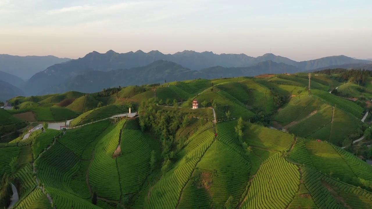 湖北鹤峰木耳山茶园清晨风光视频素材