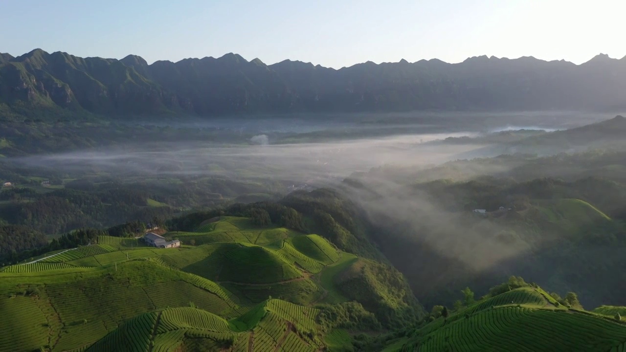 湖北鹤峰木耳山茶园清晨风光视频素材