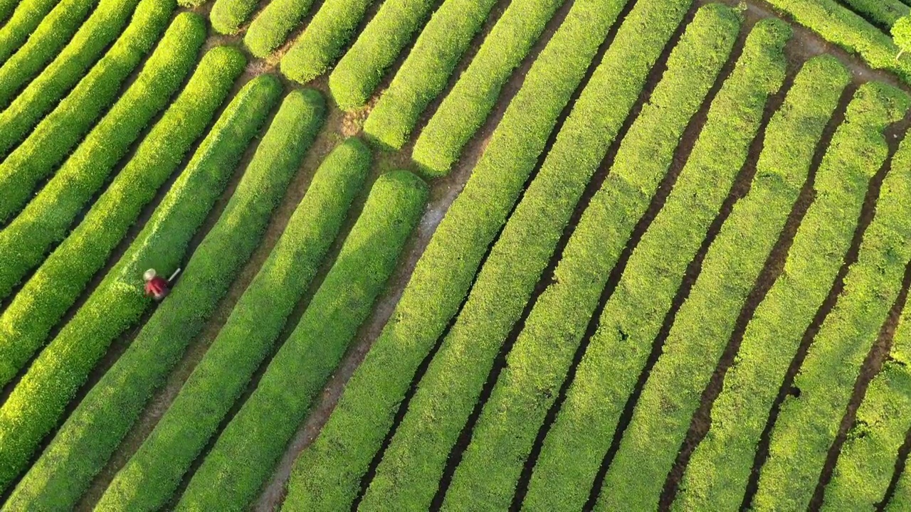 湖北鹤峰木耳山茶园清晨风光视频素材