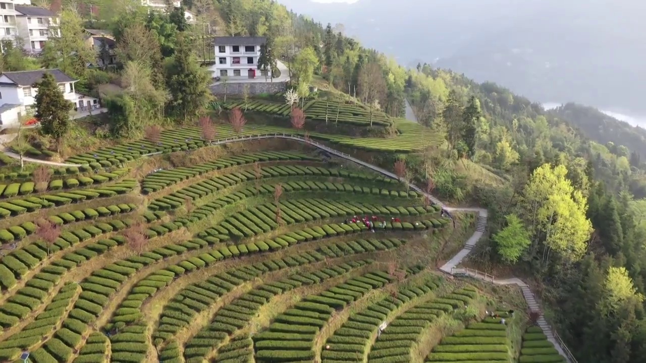 湖北恩施花枝山茶园视频素材