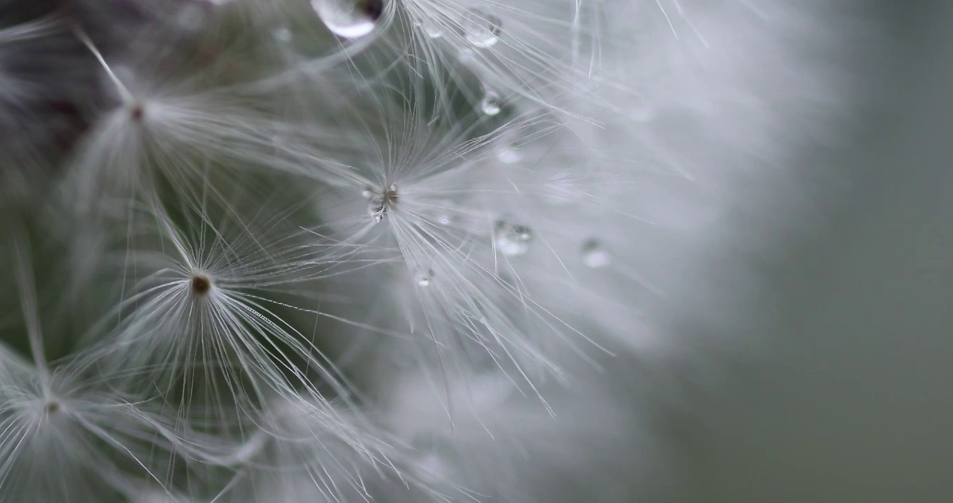 雨后的蒲公英 dandelion视频素材