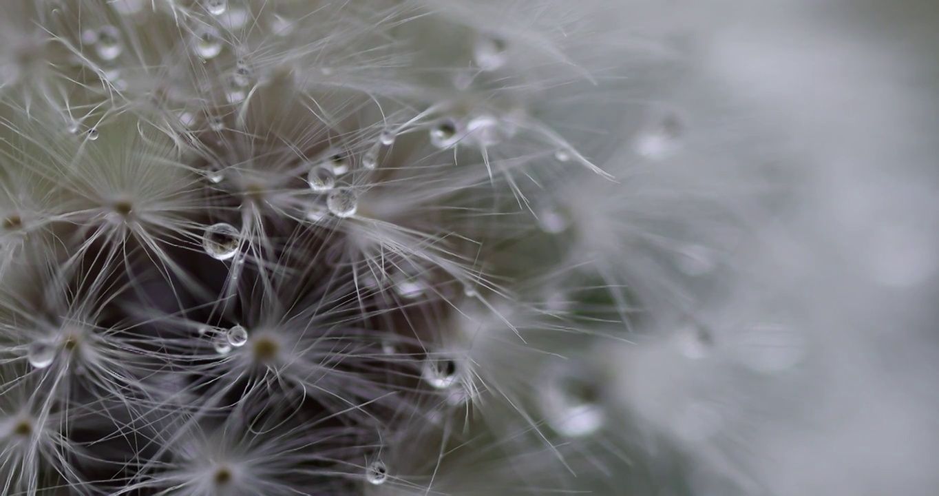 雨后的蒲公英 dandelion视频素材