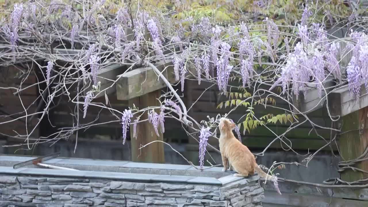 猫与紫藤视频素材