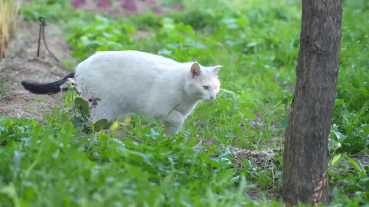 白猫在草地上行走视频素材