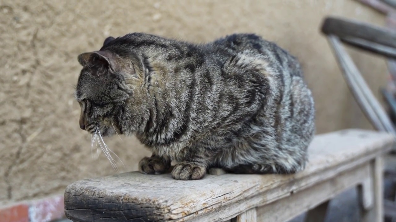 狸花猫在木椅上趴着休息农村院子视频素材