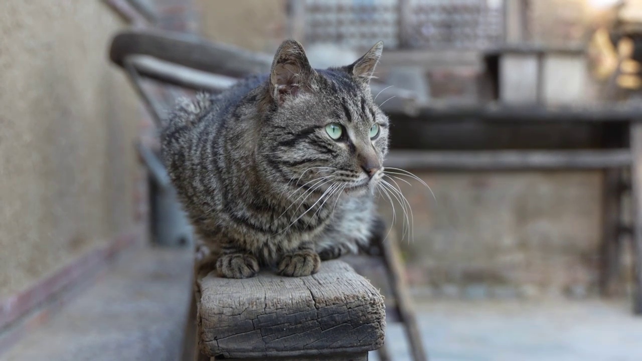 狸花猫在木椅上趴着休息农村院子视频素材