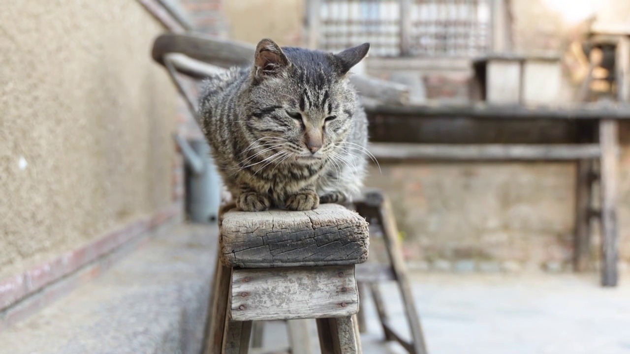 狸花猫在木椅上趴着休息农村院子视频素材