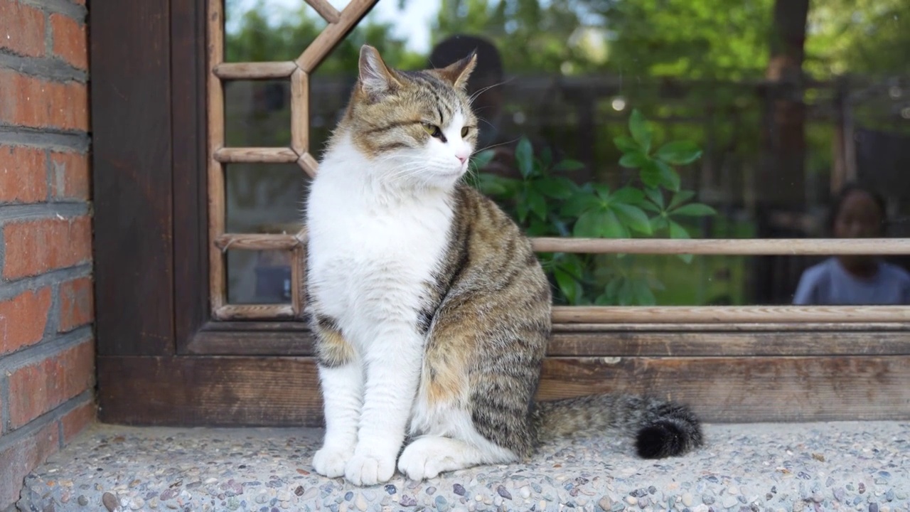 猫在农家院窗台上视频素材