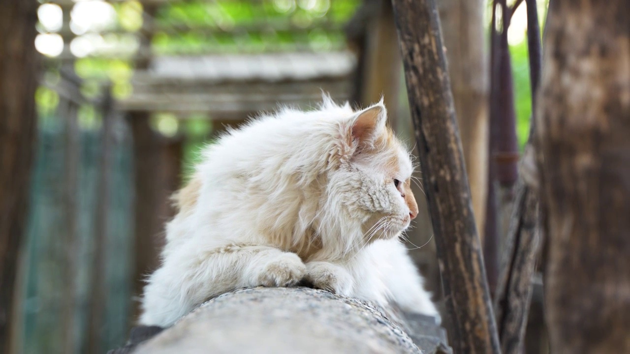 长毛猫趴在院墙上视频素材