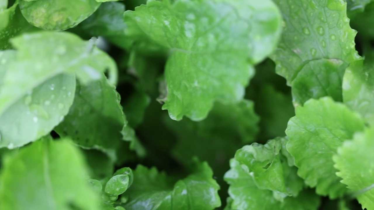 雨中的蔬菜地视频素材