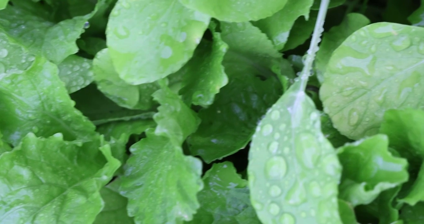 雨中的蔬菜地视频素材