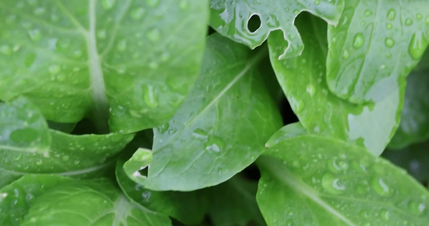 雨中的蔬菜地视频素材