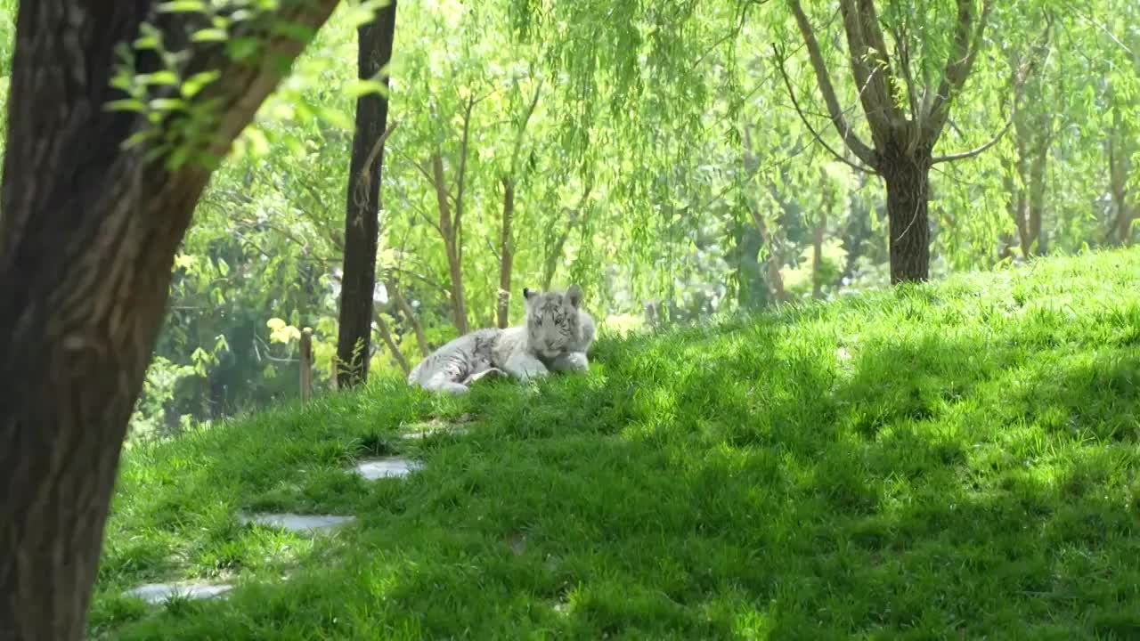 小白虎孟加拉虎在草地上舔毛视频素材