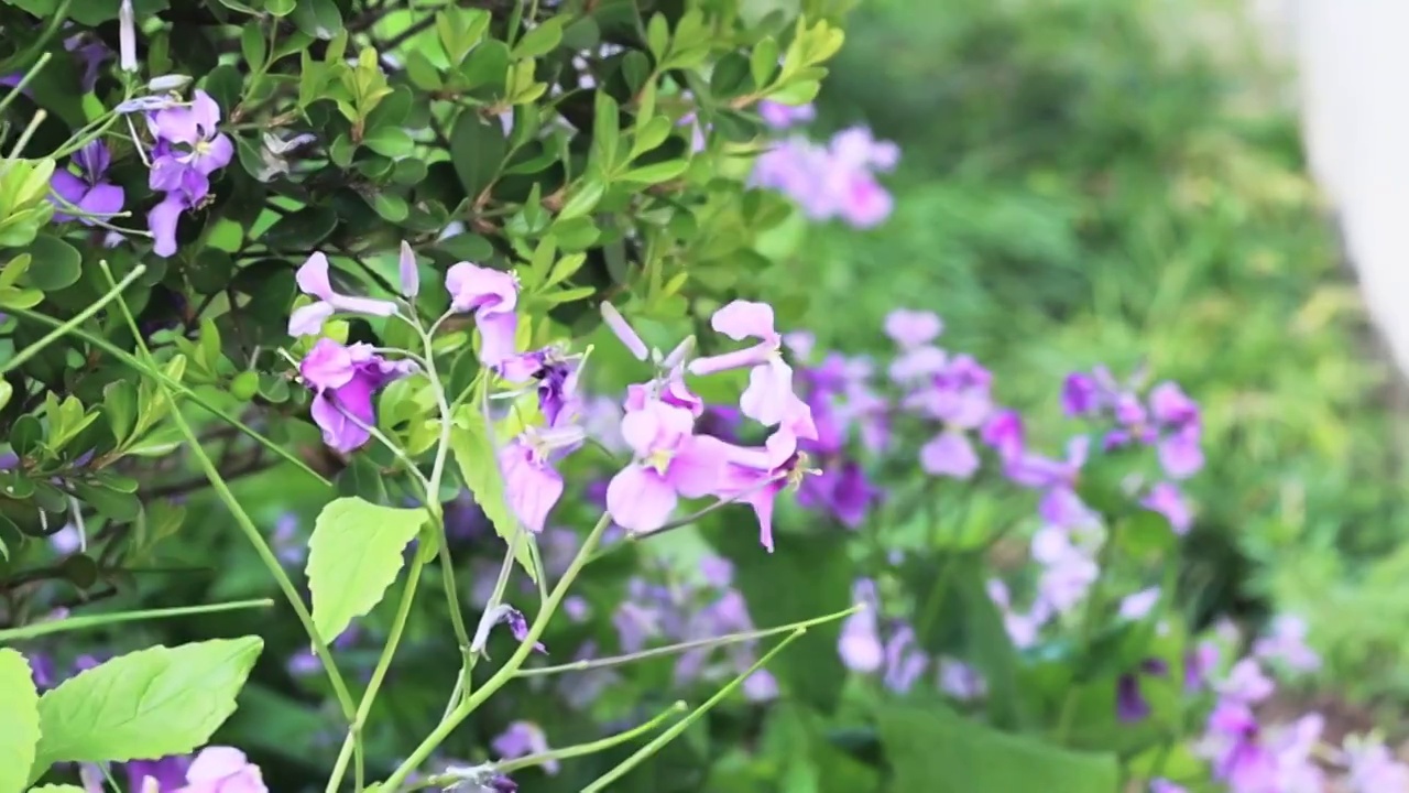 花视频素材