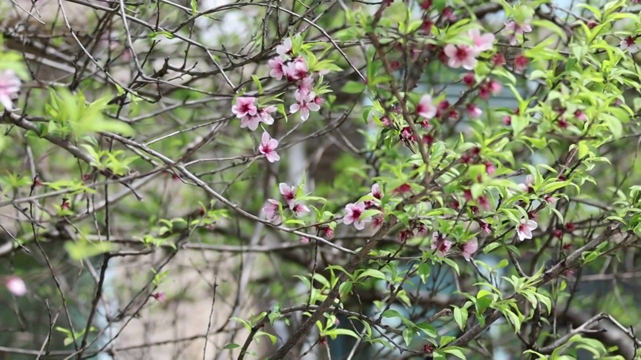 桃花视频素材