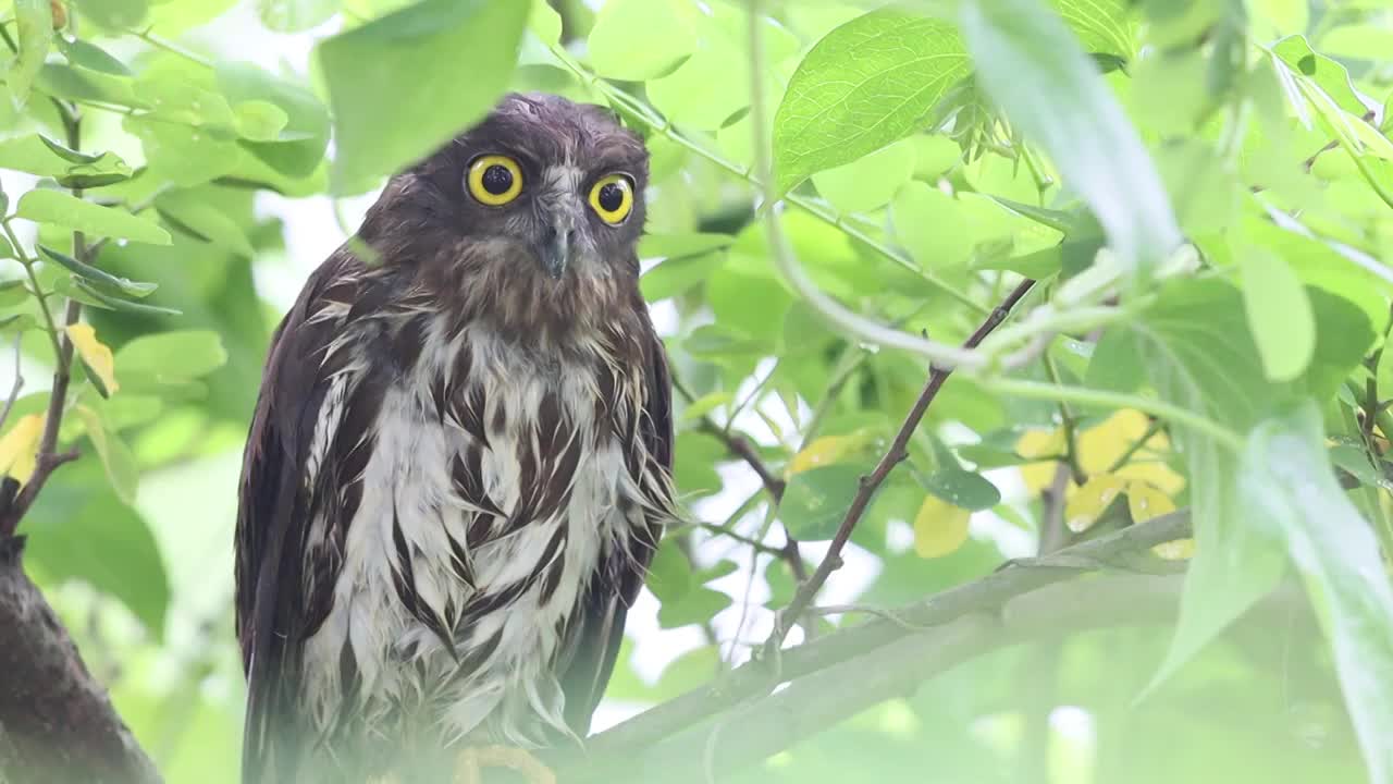 鹰鸮 Owl视频素材